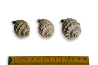 F 16580
<br/>
<br/>
<em></em>